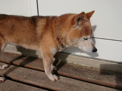 f:id:roukenhome-ann:20190618065036j:plain