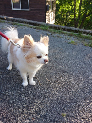 f:id:roukenhome-ann:20190618065110j:plain