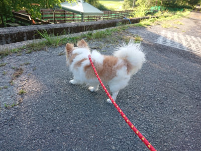 f:id:roukenhome-ann:20190618065516j:plain