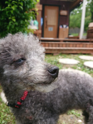 f:id:roukenhome-ann:20190618143615j:plain