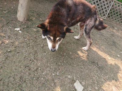 f:id:roukenhome-ann:20190619183743j:plain