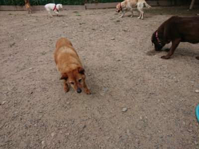 f:id:roukenhome-ann:20190620143233j:plain