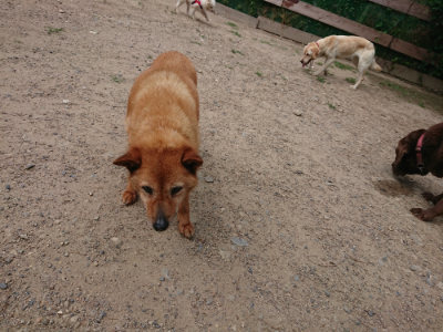 f:id:roukenhome-ann:20190620143238j:plain