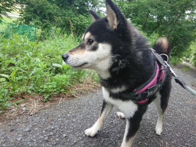 f:id:roukenhome-ann:20190620143244j:plain