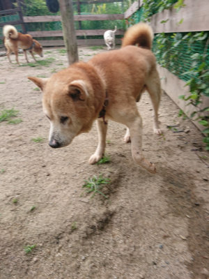 f:id:roukenhome-ann:20190620143249j:plain