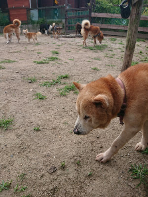 f:id:roukenhome-ann:20190620143254j:plain
