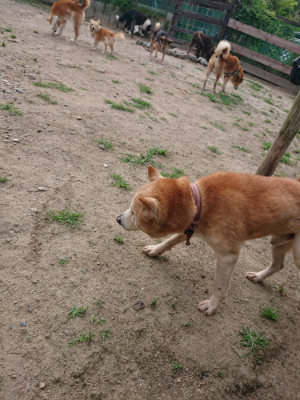 f:id:roukenhome-ann:20190620143258j:plain
