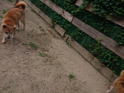 f:id:roukenhome-ann:20190620143307j:plain