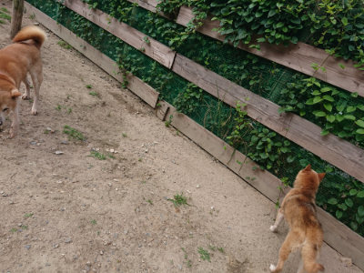 f:id:roukenhome-ann:20190620143312j:plain