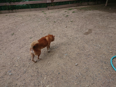 f:id:roukenhome-ann:20190620143436j:plain