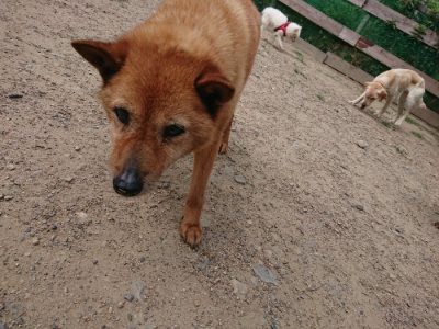 f:id:roukenhome-ann:20190620143558j:plain
