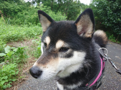 f:id:roukenhome-ann:20190620143603j:plain