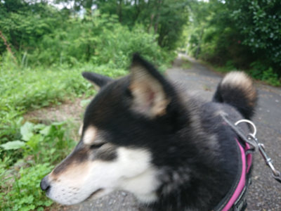 f:id:roukenhome-ann:20190620143608j:plain