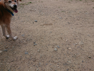 f:id:roukenhome-ann:20190620143617j:plain