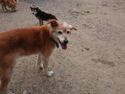 f:id:roukenhome-ann:20190620143621j:plain
