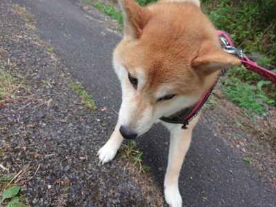 f:id:roukenhome-ann:20190620143626j:plain
