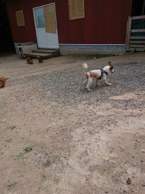 f:id:roukenhome-ann:20190620143630j:plain