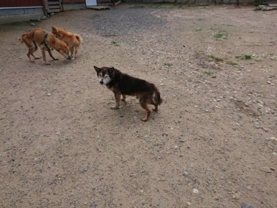 f:id:roukenhome-ann:20190620143641j:plain