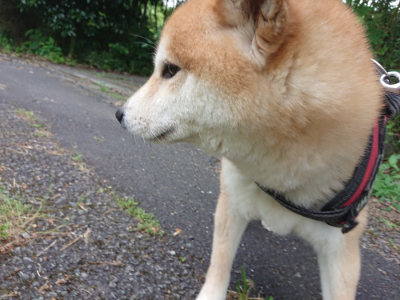 f:id:roukenhome-ann:20190620143645j:plain