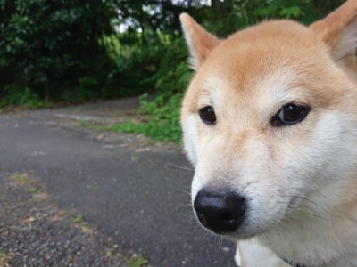 f:id:roukenhome-ann:20190620143649j:plain