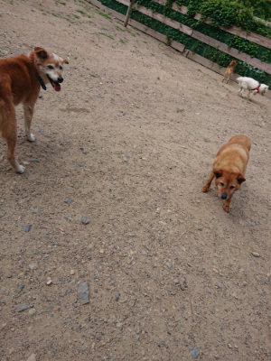 f:id:roukenhome-ann:20190620143720j:plain
