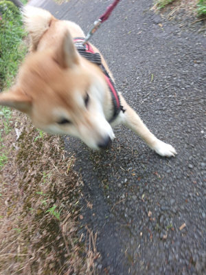 f:id:roukenhome-ann:20190620143726j:plain