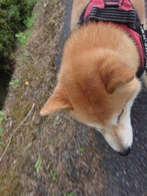 f:id:roukenhome-ann:20190620143731j:plain