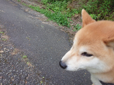 f:id:roukenhome-ann:20190620143744j:plain