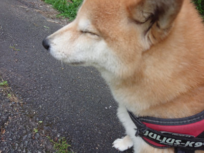 f:id:roukenhome-ann:20190620143750j:plain