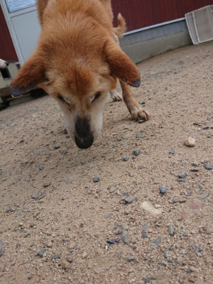 f:id:roukenhome-ann:20190620143937j:plain