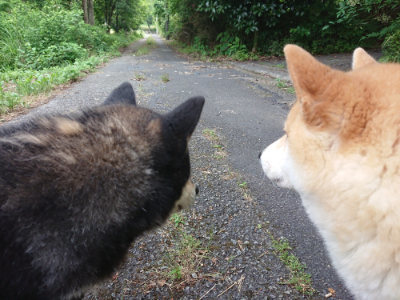 f:id:roukenhome-ann:20190620143959j:plain
