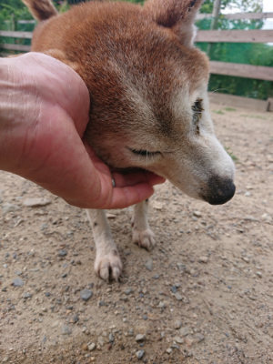 f:id:roukenhome-ann:20190620144031j:plain