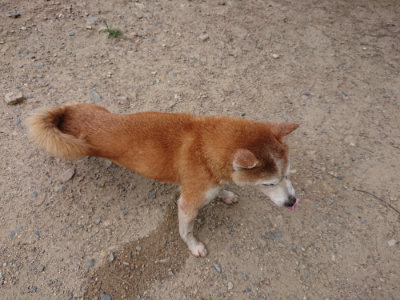 f:id:roukenhome-ann:20190620144036j:plain