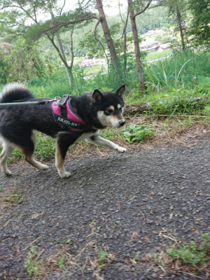 f:id:roukenhome-ann:20190620144058j:plain