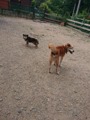 f:id:roukenhome-ann:20190620144108j:plain