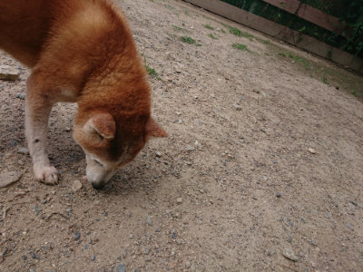 f:id:roukenhome-ann:20190620144112j:plain