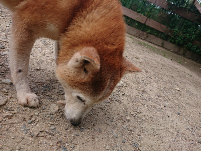 f:id:roukenhome-ann:20190620144116j:plain