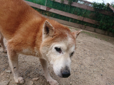 f:id:roukenhome-ann:20190620144135j:plain