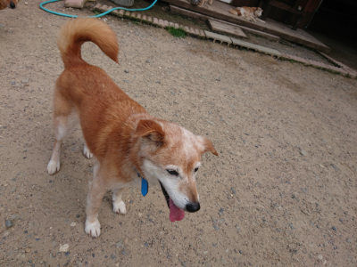 f:id:roukenhome-ann:20190620144222j:plain
