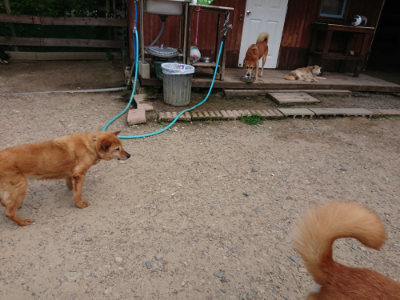 f:id:roukenhome-ann:20190620144243j:plain