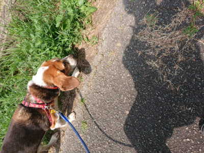 f:id:roukenhome-ann:20190620144258j:plain