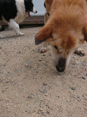 f:id:roukenhome-ann:20190620144316j:plain