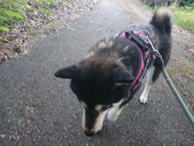f:id:roukenhome-ann:20190620144458j:plain