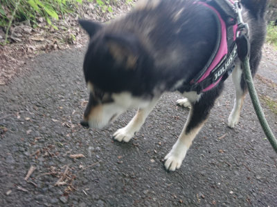 f:id:roukenhome-ann:20190620144503j:plain