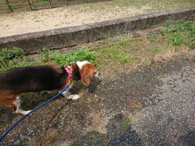 f:id:roukenhome-ann:20190620144523j:plain