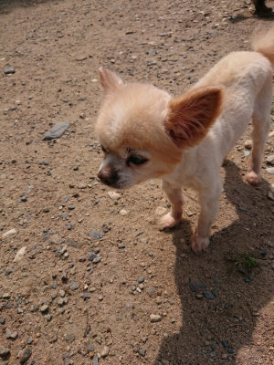 f:id:roukenhome-ann:20190620151904j:plain