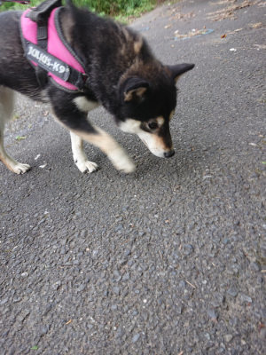 f:id:roukenhome-ann:20190620151913j:plain