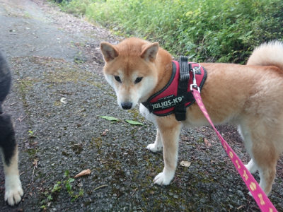 f:id:roukenhome-ann:20190620151952j:plain