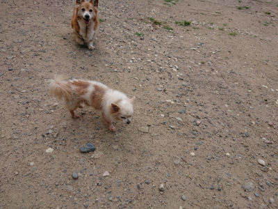 f:id:roukenhome-ann:20190620152110j:plain