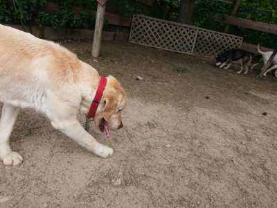 f:id:roukenhome-ann:20190620152121j:plain